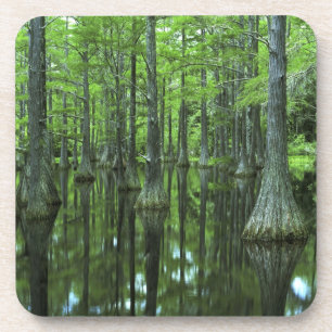 Posavasos EE. UU., Florida, Bosque Nacional Apalachicola, Ca