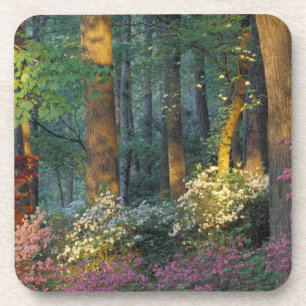Posavasos EE. UU., Georgia, Callaway Gardens, bosque de azal