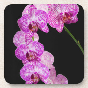 Posavasos EE. UU., Georgia, Savannah, Grupo de Orquídeas 2