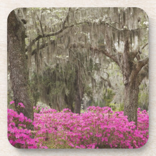 Posavasos EE. UU., Georgia, Savannah, Primavera en Historic