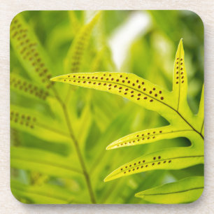 Posavasos EE.UU., Hawaii, Isla Grande. Ferro verde tropical