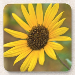 Posavasos EE. UU., Kansas. Girasol silvestre
