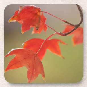 Posavasos EE. UU., Kansas, Hojas Rojas a Principios de Otoño