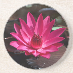 Posavasos EE.UU., Kansas, Lilly de agua roja brillante