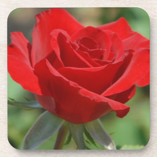 Posavasos EE. UU., Kansas, Rosa Roja (Frente)