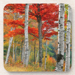 Posavasos EE. UU., Maine, lago Wyman. Bosque de abedules