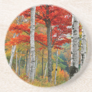 Posavasos EE. UU., Maine, lago Wyman. Bosque de abedules