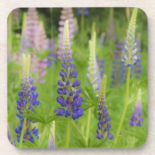 Posavasos EE. UU., Maine, Parque Nacional Acadia. Campo de