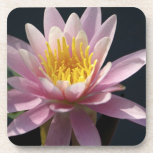 Posavasos EE. UU., Massachusetts, Great Barrington, hoja de