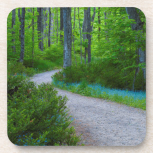Posavasos EE. UU., Michigan. Camino a través del bosque