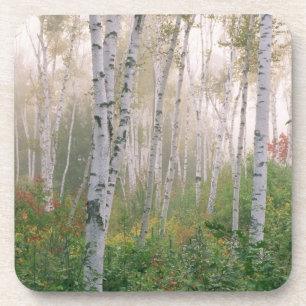 Posavasos EE. UU., New Hampshire. Abedules en niebla despejá