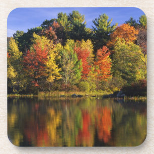 Posavasos EE. UU., New Hampshire, Moultonborough. Árboles en