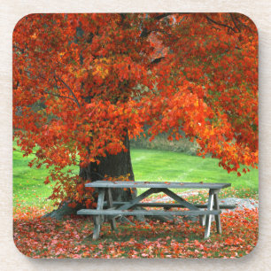 Posavasos EE. UU., Nueva York, West Park. Banco bajo arce
