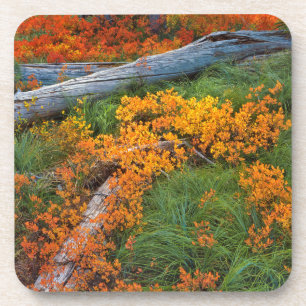 Posavasos EE. UU., Oregón, Bosque Nacional Willamette