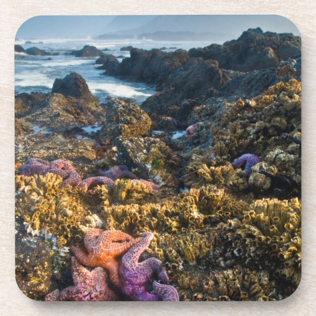Posavasos EE. UU., Oregón. Estrellas de mar y estrellas de m (Frente)