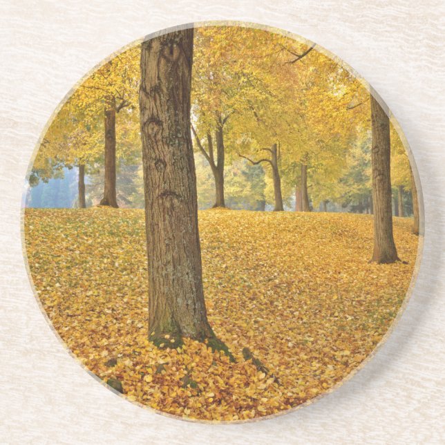 Posavasos EE.UU., Oregón, Portland. Linden Trees Americanos (Frente)