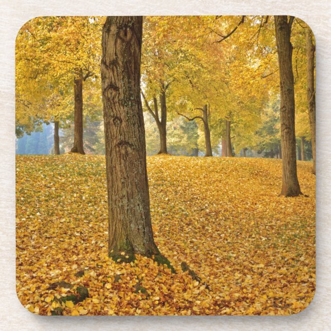 Posavasos EE.UU., Oregón, Portland. Linden Trees Americanos (Frente)