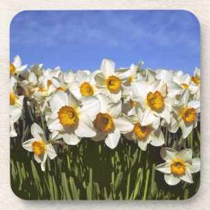 Posavasos EE. UU., Oregón, Valle de Willamette. Los narcisos