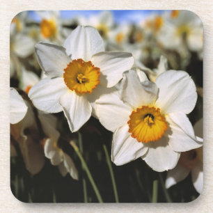 Posavasos EE. UU., Oregón, Valle de Willamette. Narcisos