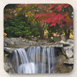 Posavasos EE. UU., Redmond, Washington. Color de otoño en un