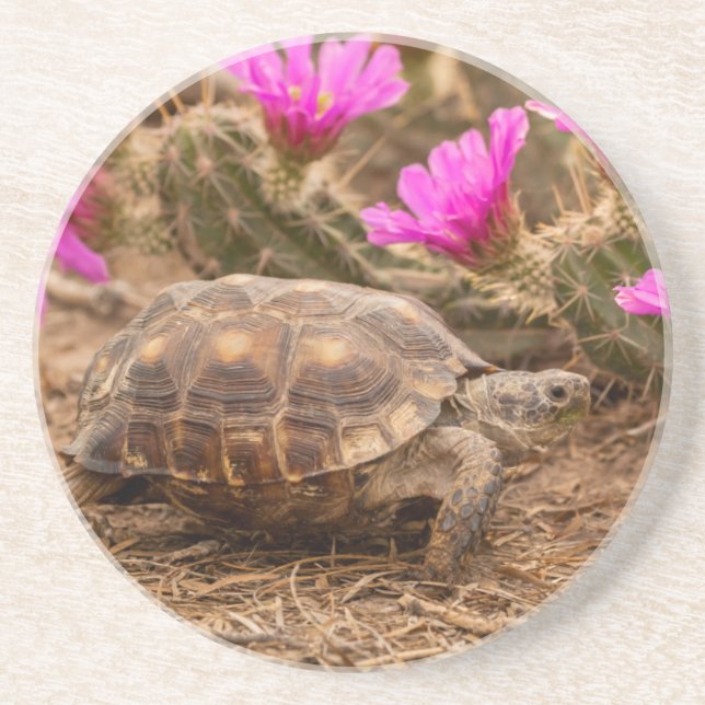 Posavasos EE. UU., Texas, condado de Hidalgo. Tortuga (Frente)