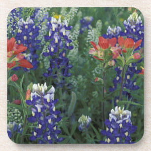 Posavasos EE.UU., Texas Hill Country. Bluebonnets