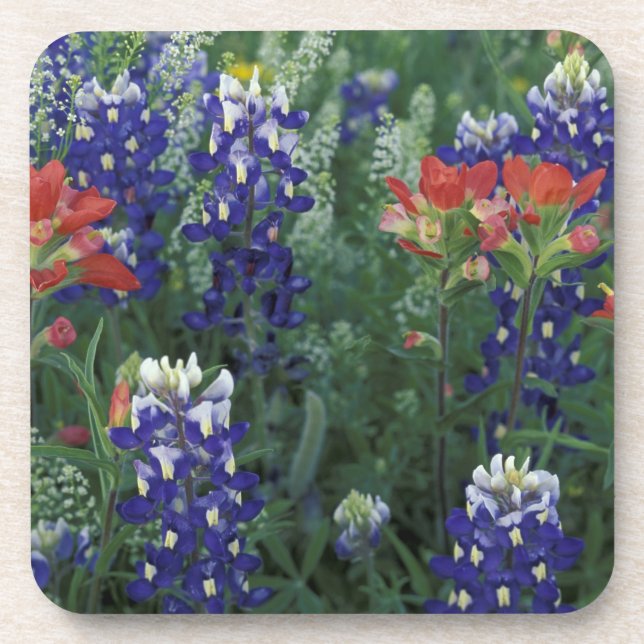 Posavasos EE.UU., Texas Hill Country. Bluebonnets (Frente)