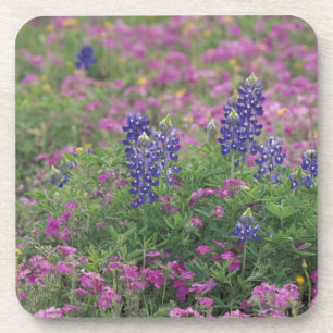 Posavasos EE. UU., Texas Hill Country. Lupinos entre phlox