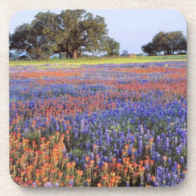 Posavasos EE. UU., Texas, Llano. Lupinos y redbonnets (Frente)