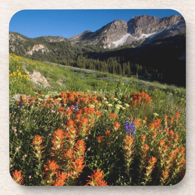 Posavasos EE. UU., Utah, Bosque Nacional Uinta-Wasatch-Cache (Frente)
