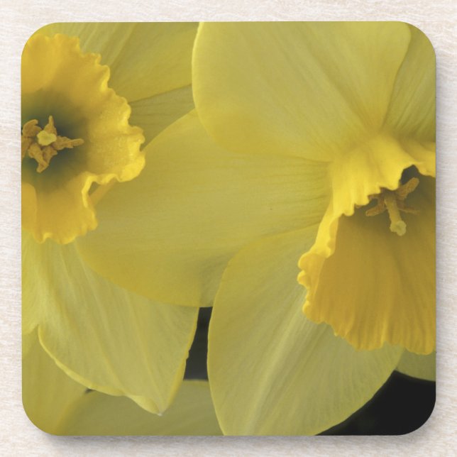 Posavasos EE. UU., Utah, narcisos de Cache Valley (Frente)