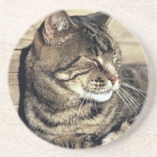 Posavasos EE. UU., Utah, Parque Nacional Capitol Reef. Gato 
