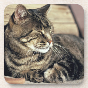 Posavasos EE. UU., Utah, Parque Nacional Capitol Reef. Gato 