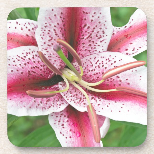 Posavasos EE. UU., Washington, Bellevue, Lily (Frente)