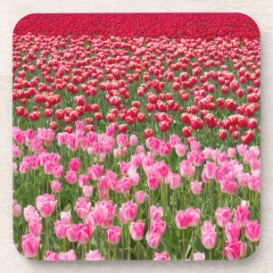 Posavasos EE. UU., Washington. Campo de Tulipanes Multicolor