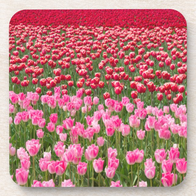 Posavasos EE. UU., Washington. Campo de Tulipanes Multicolor (Frente)