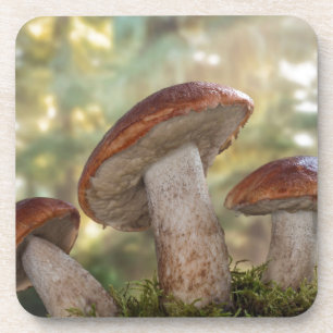 Posavasos EE. UU., Washington, Seabeck. Leccinum Insigne