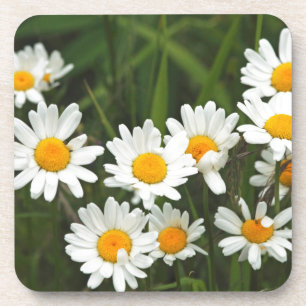 Posavasos EE.UU., Washington, Seattle, Puget Sound 3