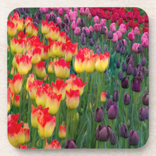 Posavasos EE. UU., Washington. Tulipanes en flor 2