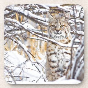 Posavasos EE. UU., Wyoming, Bobcat