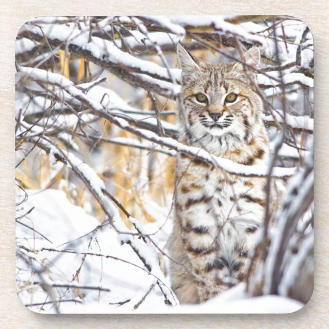 Posavasos EE. UU., Wyoming, Bobcat (Frente)