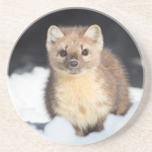 Posavasos EE. UU., Wyoming, Parque Nacional Yellowstone