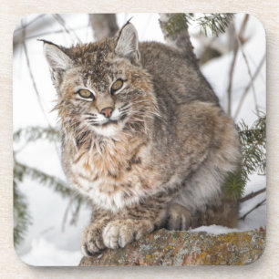 Posavasos EE. UU., Wyoming, Parque Nacional Yellowstone, Lin