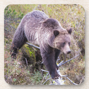 Posavasos EE. UU., Wyoming, Parque Nacional Yellowstone, Oso
