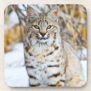 Posavasos EE. UU., Wyoming, Retrato de Bobcat
