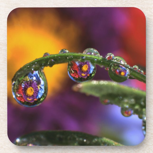 Posavasos EEUU, Oregón, abstracto de primer plano del púrpur (Frente)