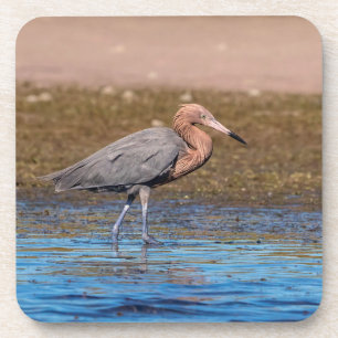 Posavasos Egret Reddish en North Beach