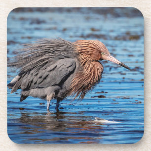 Posavasos Egret Reddish en North Beach