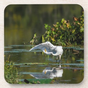 Posavasos Egret Wing Exam