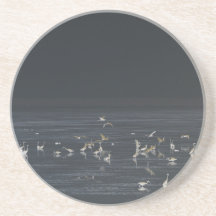 Egrets En El Océano Azul Medianoche